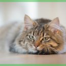 마음반려 동물의료원 이미지