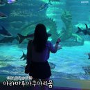 GS25 사천휴게소점 | 사천 아라마루 아쿠아리움 입장료 주차 관람꿀팁 총정리