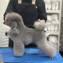 복기애견 이미지