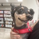 기흥나무동물병원 이미지