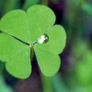 네잎클로버 이미지