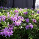 반구대 편백하우스 이미지