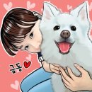 쿨펫 네이버블로그