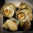 감포참가자미식당 | [감포 횟집] 해녀가 직접 잡은 뿔소라를 맛볼 수 있는 해오름 회식당