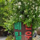 코스모스와 메밀가든 이미지