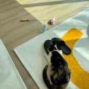 안녕,고양이 | [이천] 이상적인 고양이 천국 '안녕, 고영희' 유튜브 반려동무 출연! (예약 방문 후기)