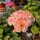 한아름농장 | 제라늄 농장에 다녀오다🌷