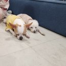 자니펜션 이미지