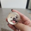 엔제리야 이미지