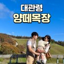 도겸목장 | 대관령 양떼목장 유모차 필수인가?