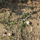 개와고양이 이미지