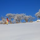 대관령목장 이미지