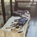 휘게 펫케어 이미지