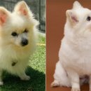 댕댕냥냥 이미지