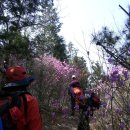4월3(화)[ 08:00 출발] 전남 여수 영취산 호랑산 (해발673m) 종주 참꽃축제 이미지