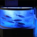 노도고등어회 이미지