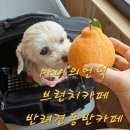 마녀의 언덕 펜션 | 마녀의언덕 브런치카페 주말방문 후기 제주 서귀포반려견동반카페