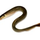 칠성장어 이미지