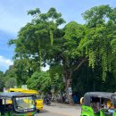 (주)챔프 | 보홀 졸리비 후기 쩝쩝박사의 메뉴 추천 주문방법 챔프버거