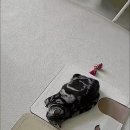 피펫 | [우메 장난감] 플러피펫 숨바꼭질 매트 후기_내돈내산