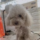 내안에너있DOG 이미지