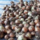 토담농장 이미지