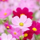 비단마을 이미지