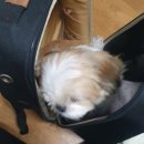 조아펫 | [애견카페]서울 강아지가 뛰어놀 수 있는 강아지 운동장 이태원 애견카페 아이조아펫파크 후기