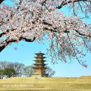 부여(백제)-08 | 2025 백제문화유산주간 행사_백제의 숨결 in 익산