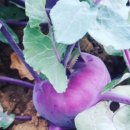 홍이농장 이미지