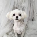 새침하개멍 이미지