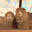 개나리목장 이미지