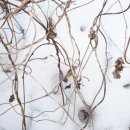 덩쿨농장 이미지