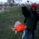 금붕어PC 이미지