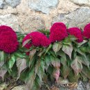 소나무파인트리(PINE TREE) 이미지