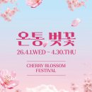 명당의 향기 | 왜 이제 왔을까? 워커힐 벚꽃 뷰 명당 피자힐 워커힐 산책 코스부터 피자힐까지 하루 풀코스 후기