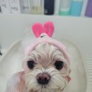 미소애견 미용실 이미지