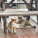 거진반점