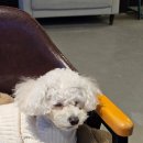 퍼피포레스트 이미지