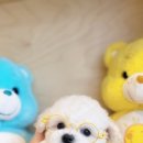 탬스켄넬 이미지