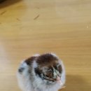 바르네일 이미지