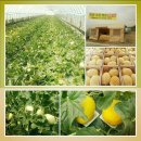 채원농장 이미지