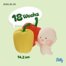 콧대높은 개 | [임신기록3] 임신중기 기록_입체초음파, 충남대병원 응급실 진료 후기