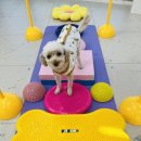 놀러오개 애견유치원 애견호텔 수원세류점 이미지