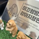 애니멀 살롱 이미지