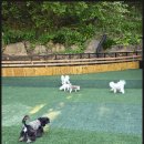 카페벨리