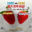 품애개 | 설향 vs 금실 딸기 뭐가 더 맛있을까? 쿠팡 로켓프레시 실구매 후기