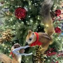 헌호농장 | 고성숙소 켄싱턴리조트 설악밸리 베른 1박 후기 디너 몽트뢰