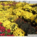 국화펜션 이미지