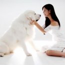 클라라 애견 이미지